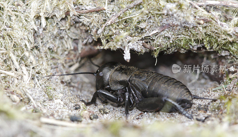 田野蟋蟀(Gryllus campestris)若虫洞